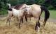 Farma Hippospring, s.r.o. 0