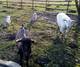 Kozia farma BECKA 0
