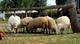 Farma Hippospring, s.r.o. 1